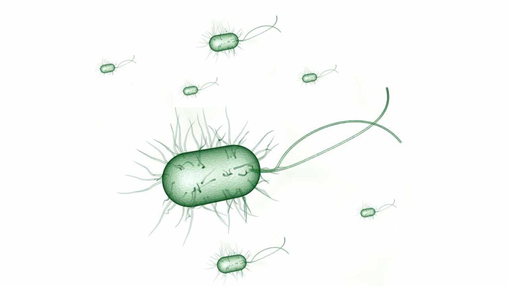Bactèri E. Coli