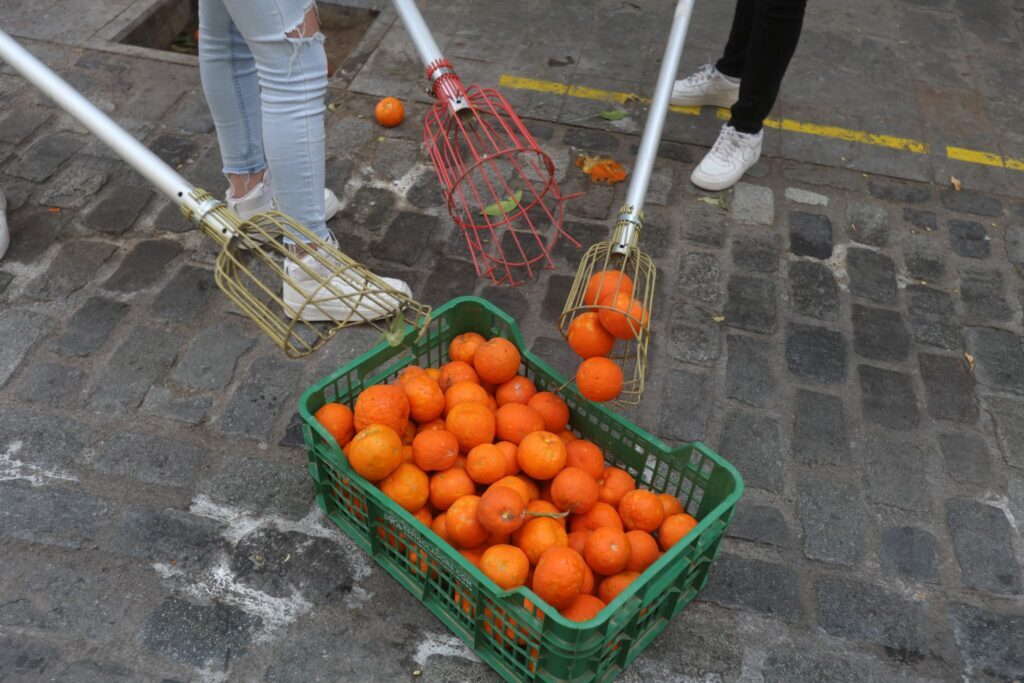 Espigolada de taronges amargues a Esplugues amb valor social