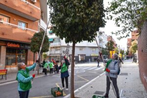 Espigolada de taronges amargues a Esplugues amb valor social