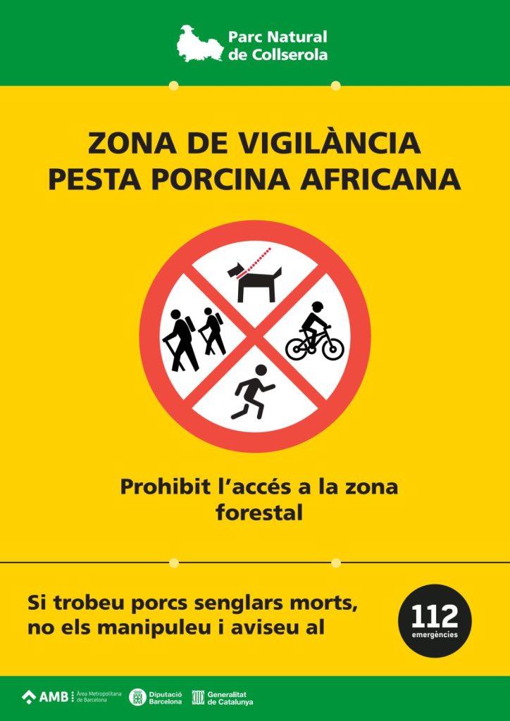 Esplugues tanca els accessos a Collserola per un focus de pesta porcina africana