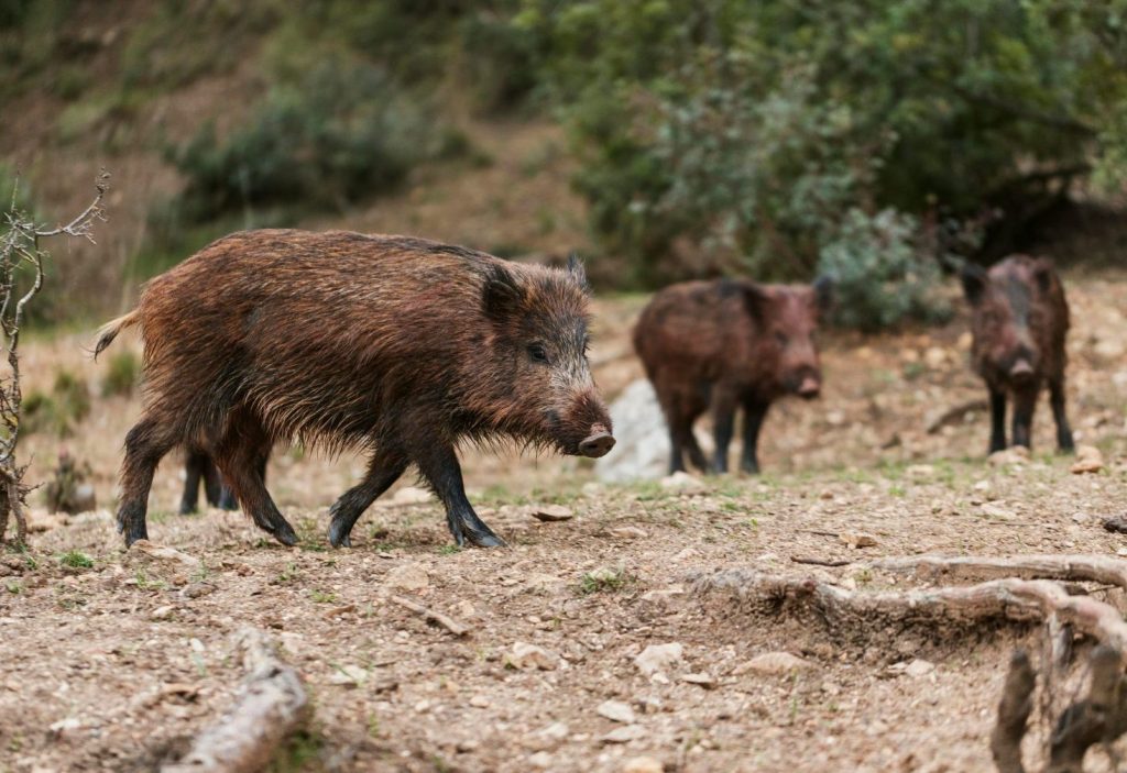 Esplugues demana revisar el tancament de Collserola i estudiar una reobertura progressiva